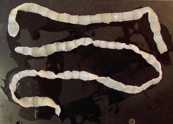 Широкий лентец